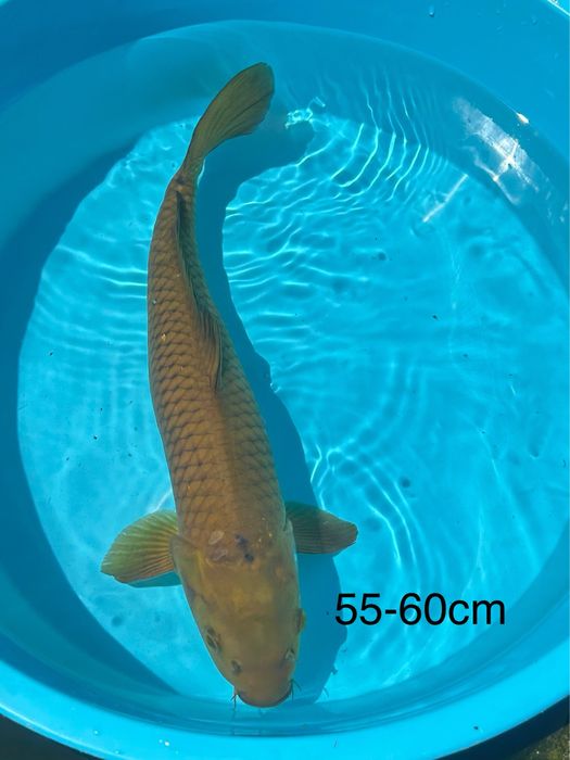 Carpas Koi Chagoi 20-55cm - PROMOCAO BLACK FRIDAY