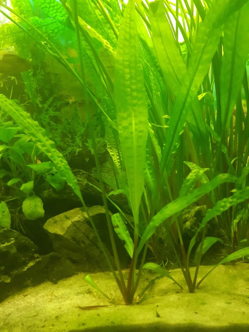 Cryptocoryne-roślina akwariowa