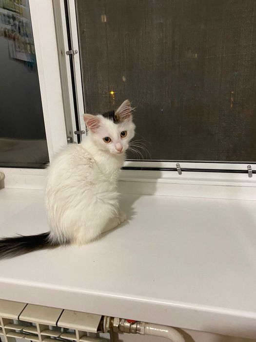 Чарівна  Хлоя шукає дім і люблячу родину! Кішка, кошеня 5 місяців