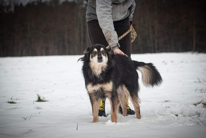 Poznajcie prawdziwego psiego dżentelmena Nigela!