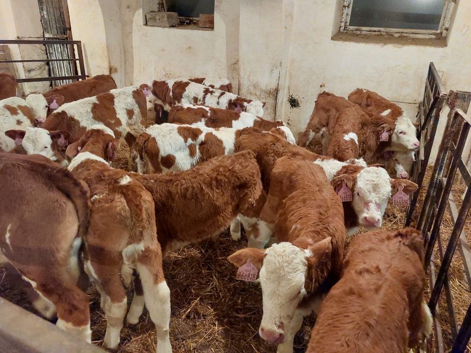 Cielęta Cielaki Byczki