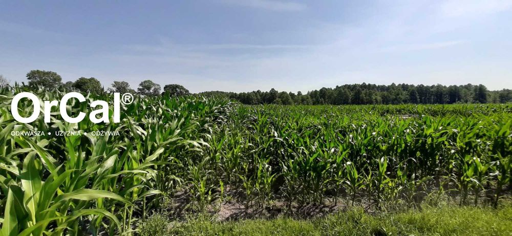 OrCal® - podnieś pH gleby nawet +1 punkt w 3 m-ce, 4 tony po 1 zł