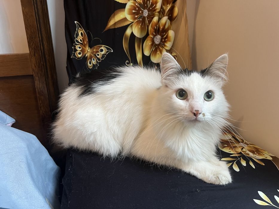 Cudowny kocurek Lizak szuka domku