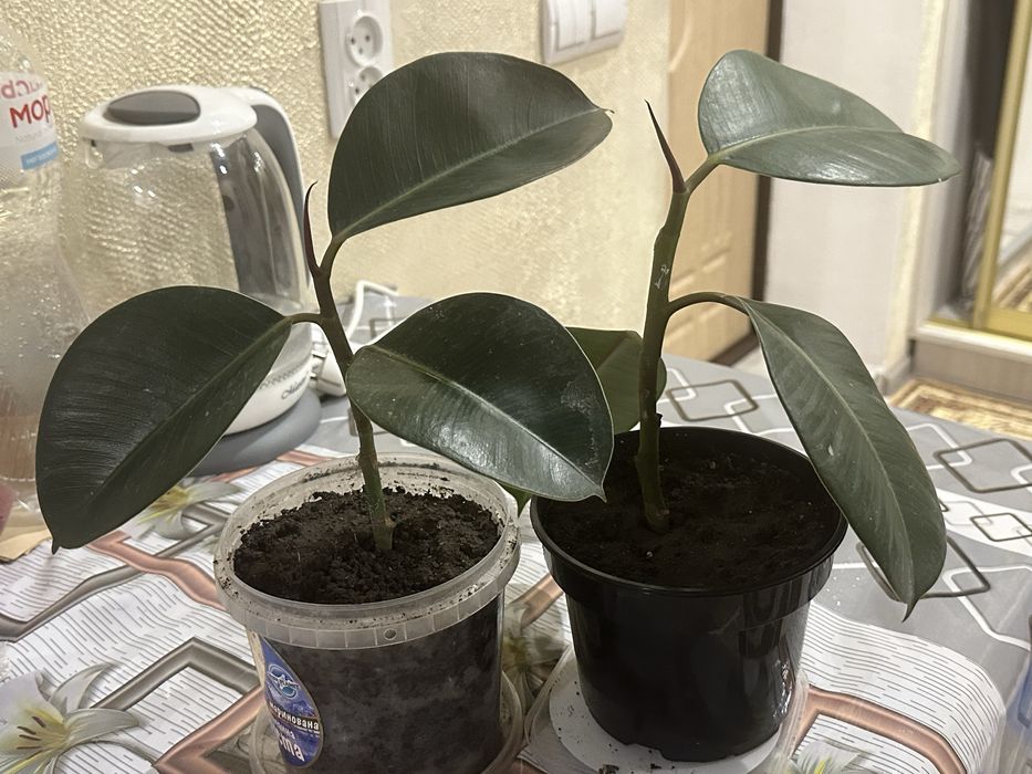 Фікус каучуконосний (відростки)