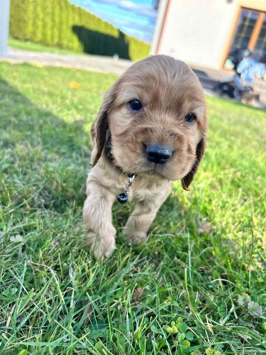 Cocker Spaniel Angielski- piesek