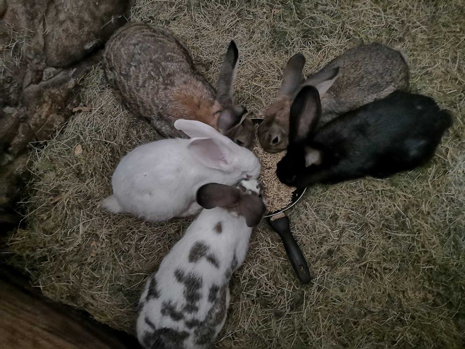 Króliki samice i samice z młodymi