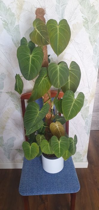 Philodendron Glorious