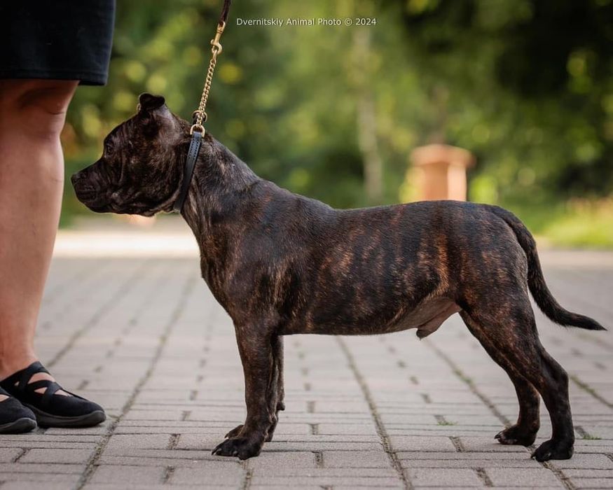 Цуценя стаффордширського бультерера