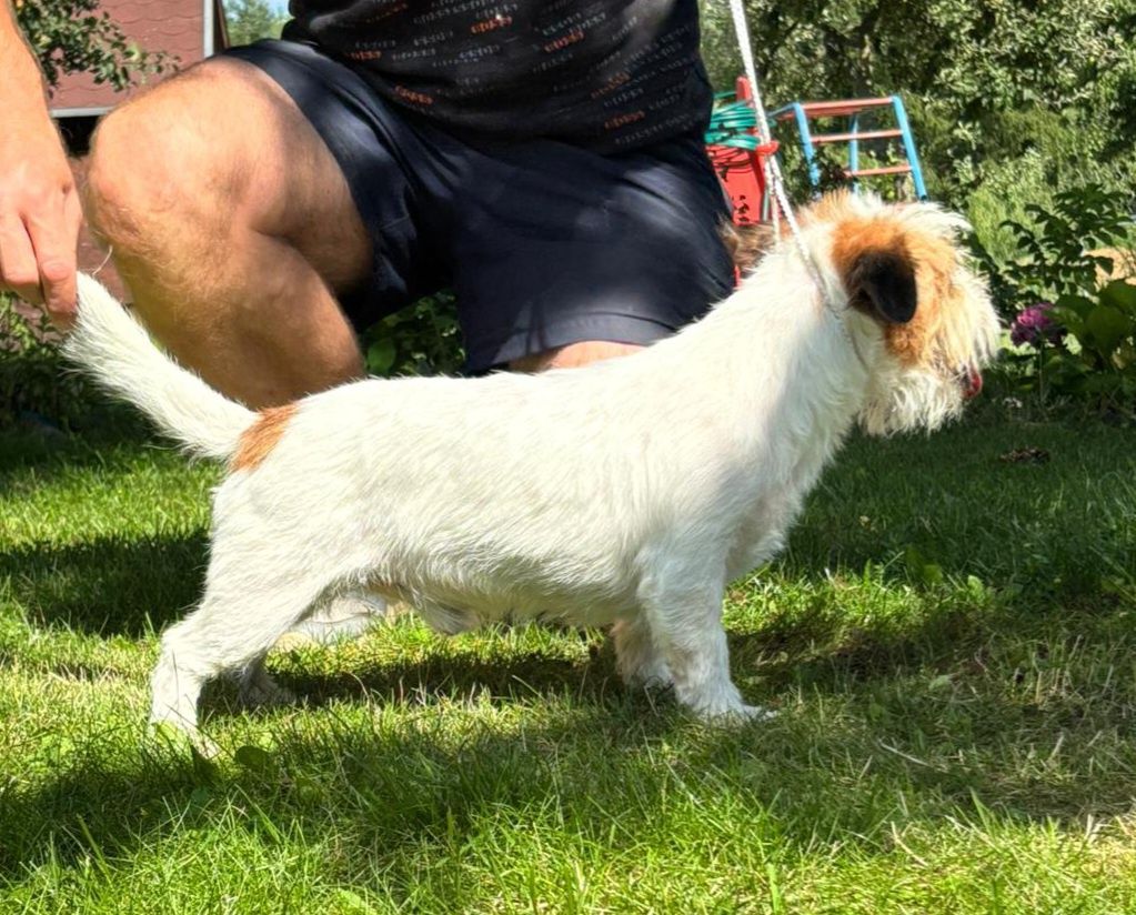 Jack Russell Terrier