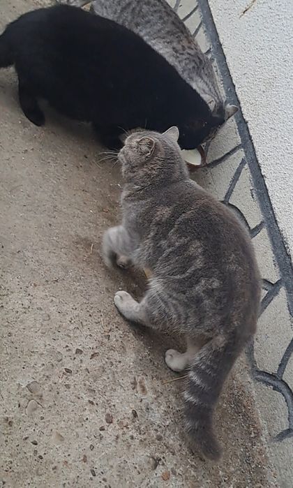 Маємо британське кошеня 6місяців 9травня народилася