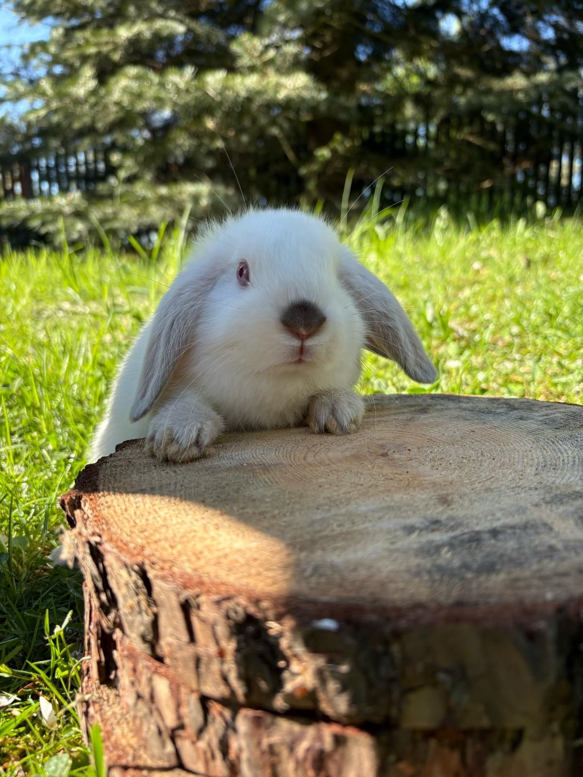 Królik baranek miniaturowy albinos samiczka