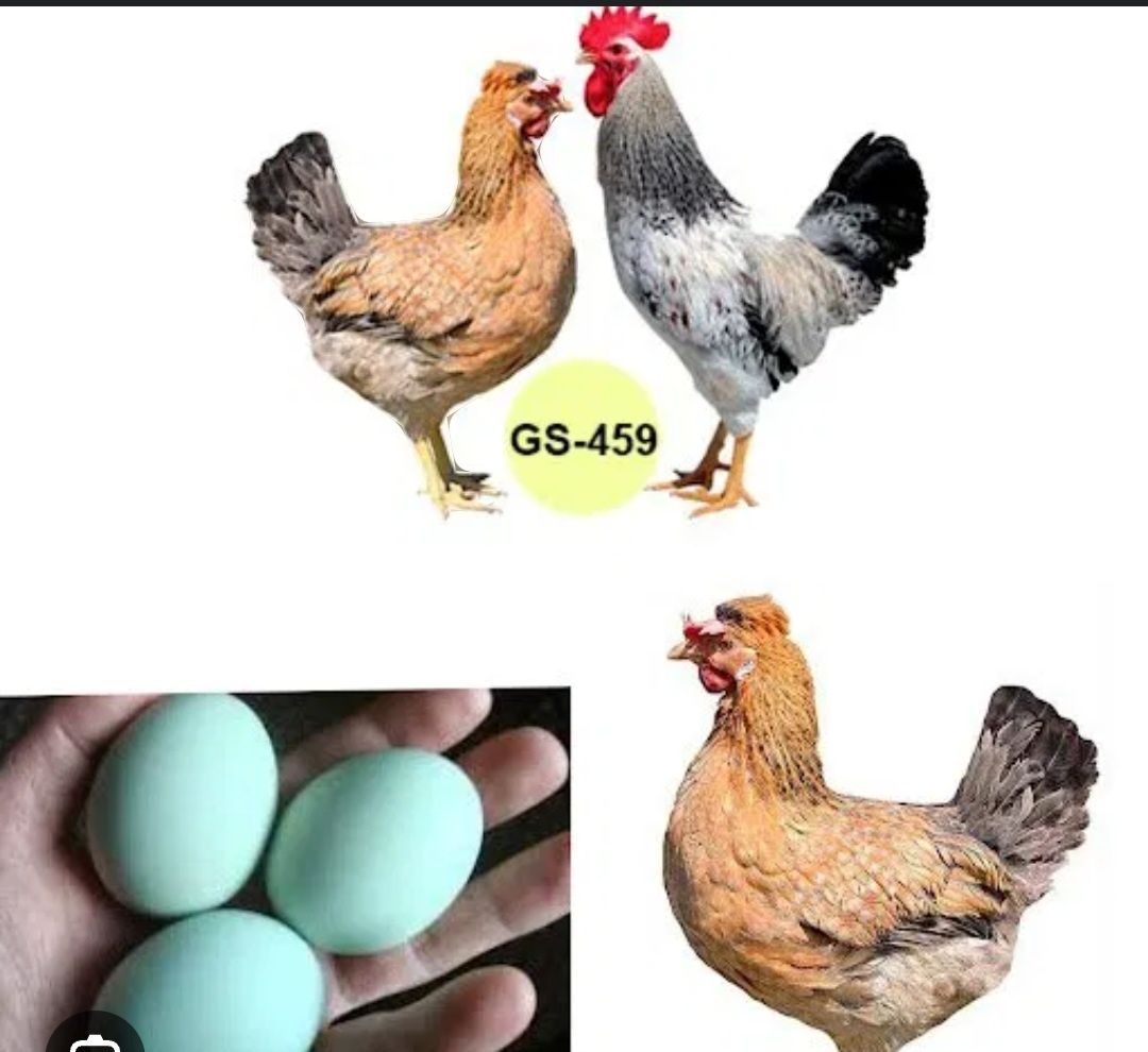 Інкубаційне яйце
