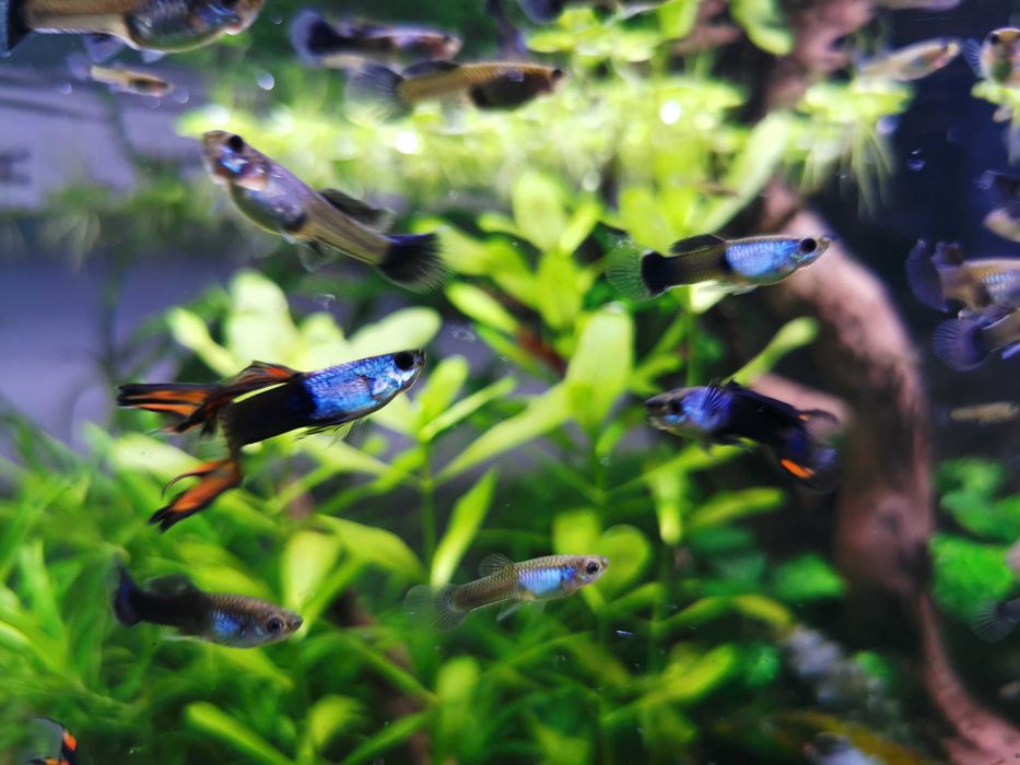 Sprzedam gupiki silverado black