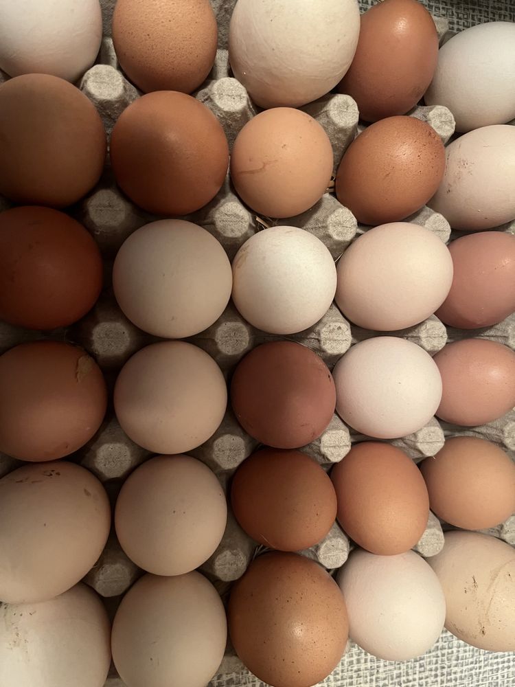 Świeże jaja z wolnego wybiegu domowe naturalne  Ugoda 12