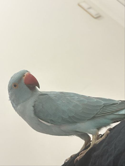 aleksandretta obrożna ręcznie karmiona od urodzenia oswojona