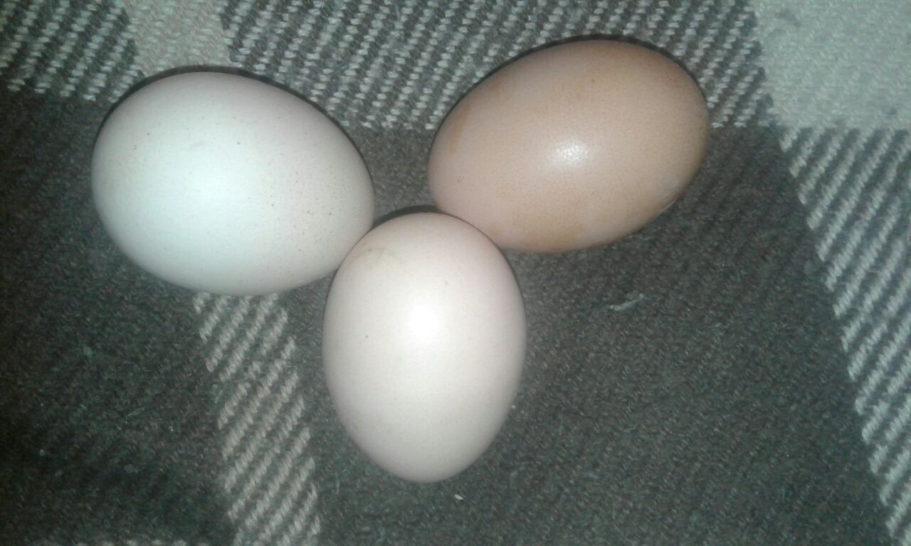 Продам курачі яйця для інкубації порода курей Брама ціна  12 гривень
