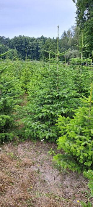 Jodła kaukaska polska plantacja