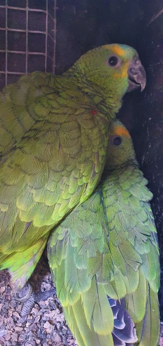 Amazonas aestiva
