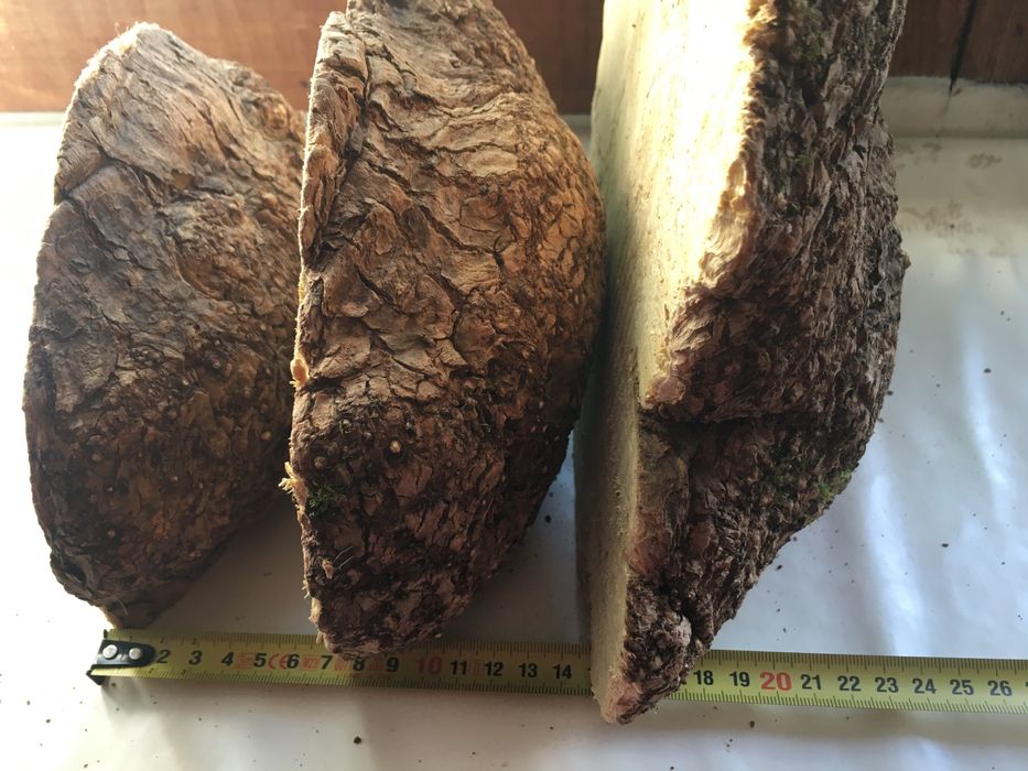 Кап клена яменелистого.