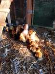 Kaczka z kaczakami Pekin