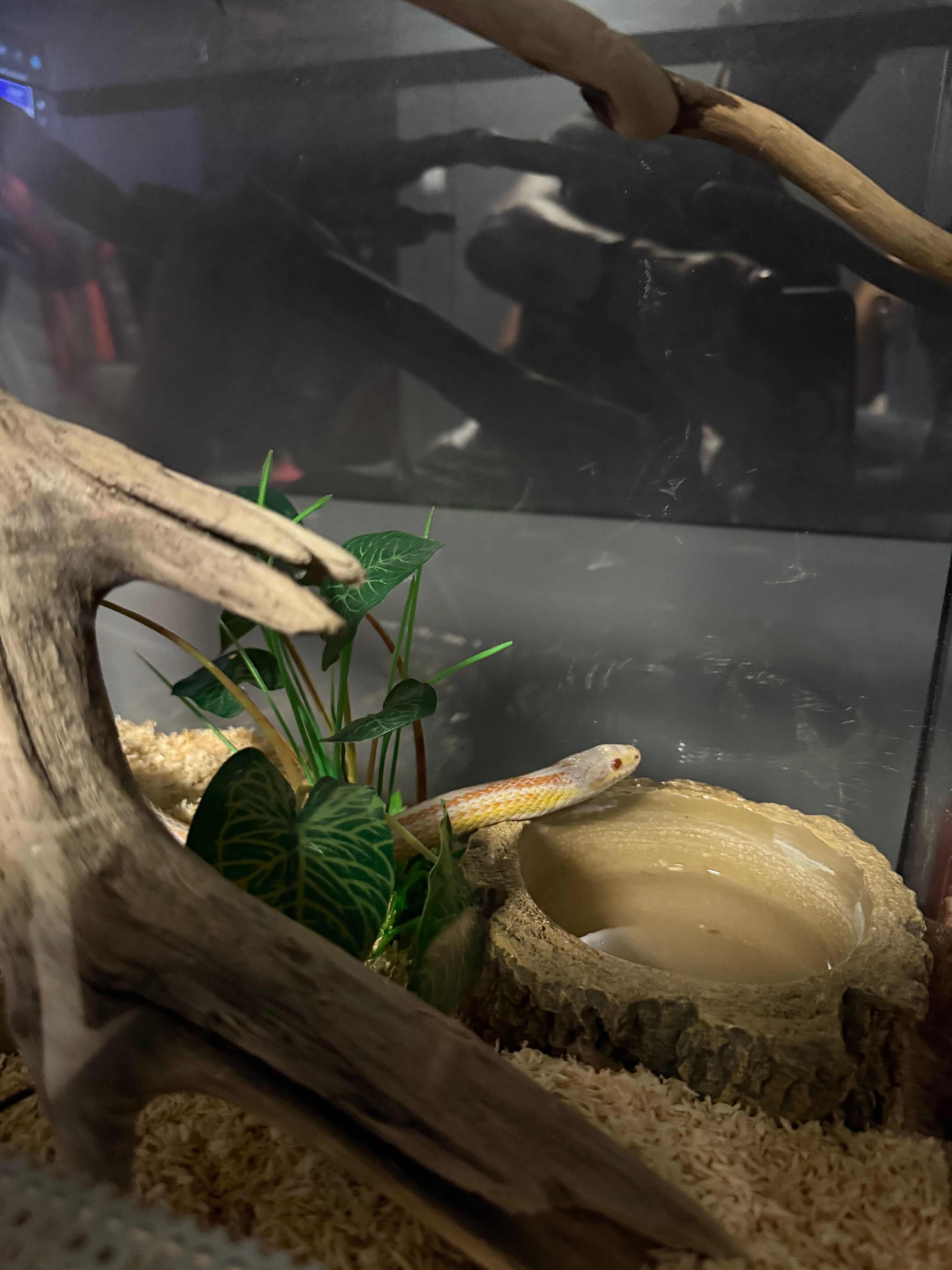 Wąż zbożowy ALBINO + terrarium i wyposażenie!
