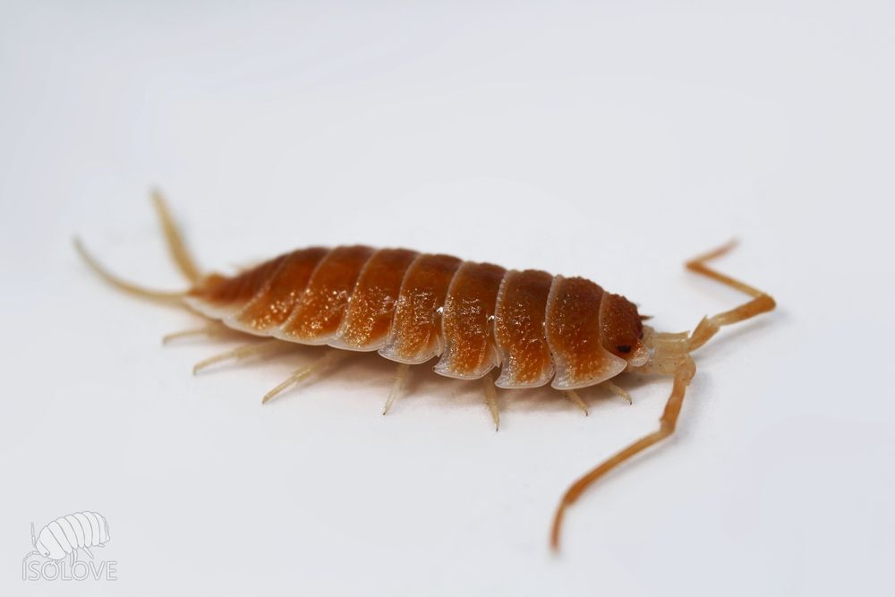 Porcellio hoffmannseggii "orange", ogromne równonogi