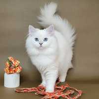 Голубоглазая красавица серебристая шиншилла поинт британские котята