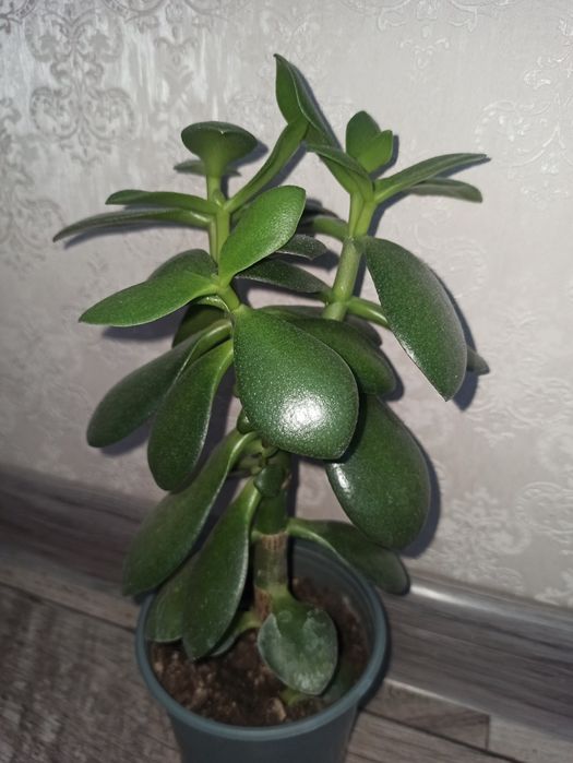 Продам грошове дерево різних розмірів,25-250