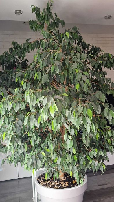 Fikus Benjamina 245cm