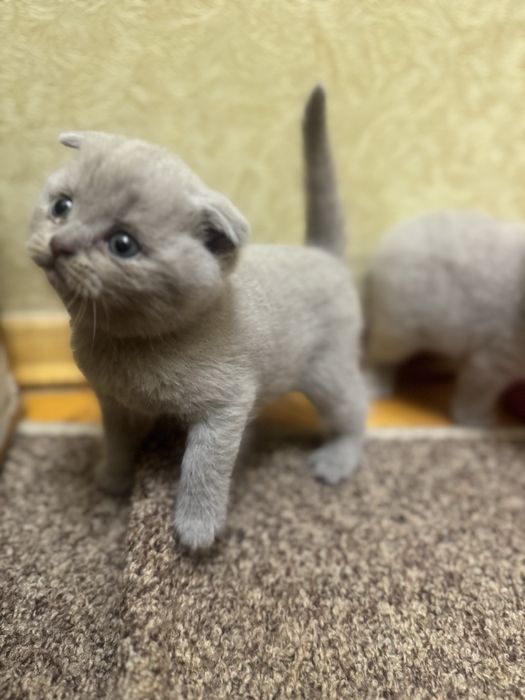 Продам шотландиских лиловых котят