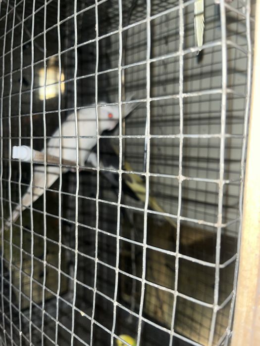 periquitos 4 3 cokateil