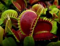 Muchołówka roślina owadożerna mięsożerna Dionaea