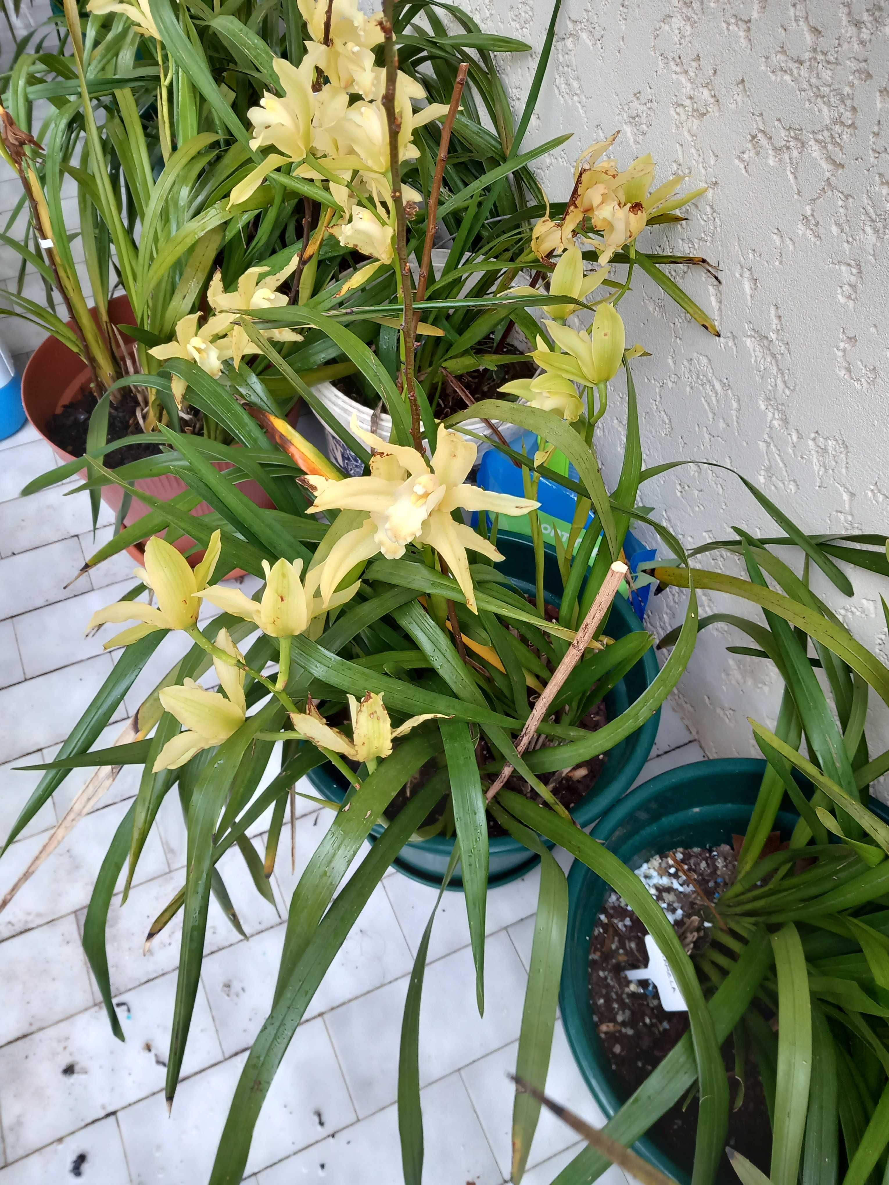 Vasos novos de Orquideas amarelas