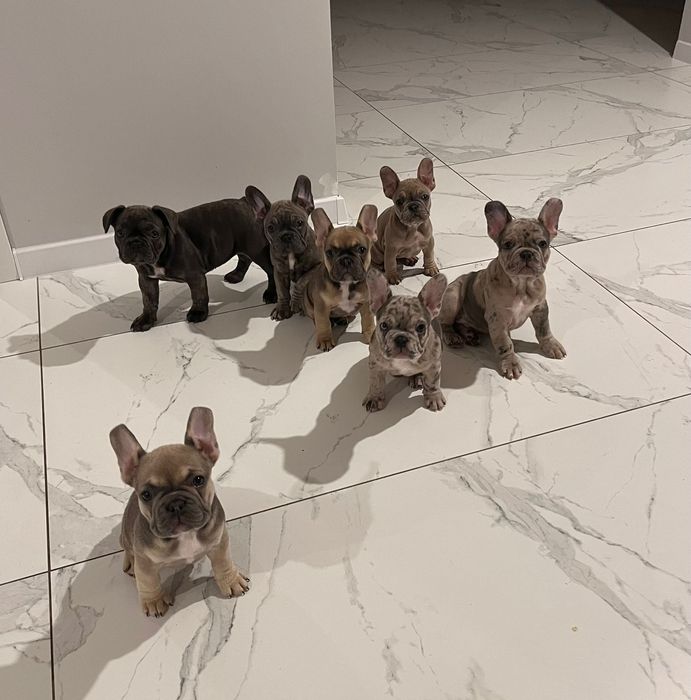 Французький бульдог міні