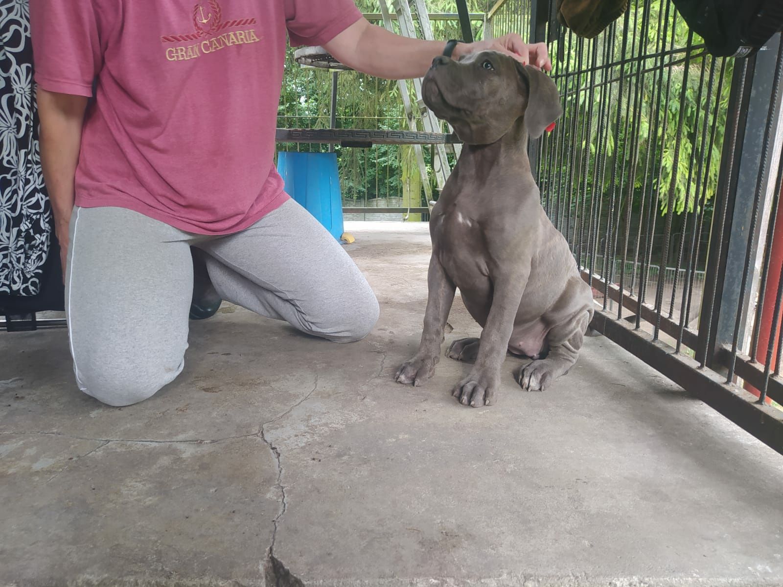 Cane corso błękitna suczka FCI