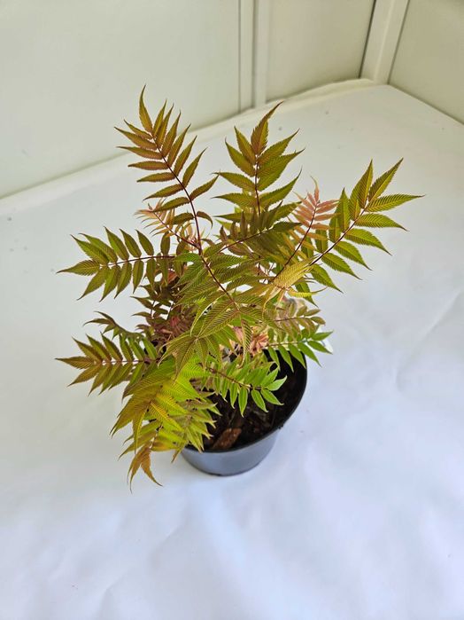 Tawlina jarzębolistna (Sorbaria sorbifolia)