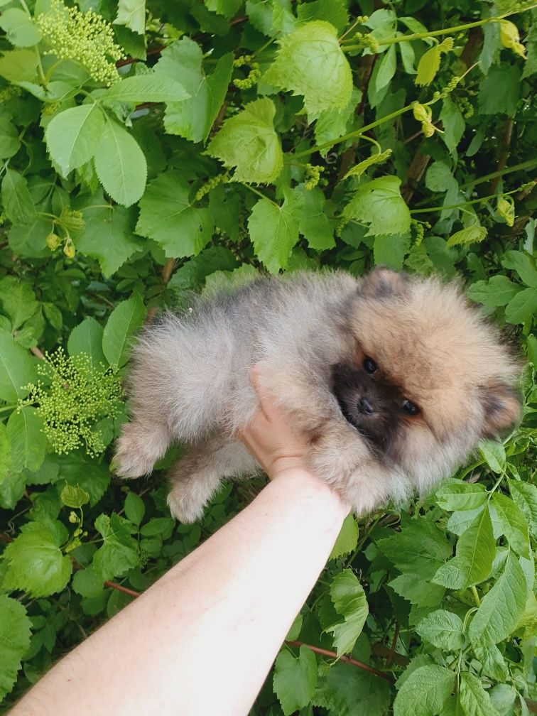 Szpic miniaturowy Pomeranian