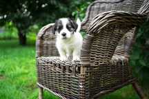 Jamaika, suczka Jack Russell Terrier, ZKwP FCI