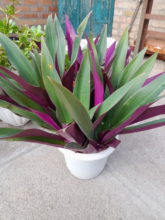 Рео Традесканция