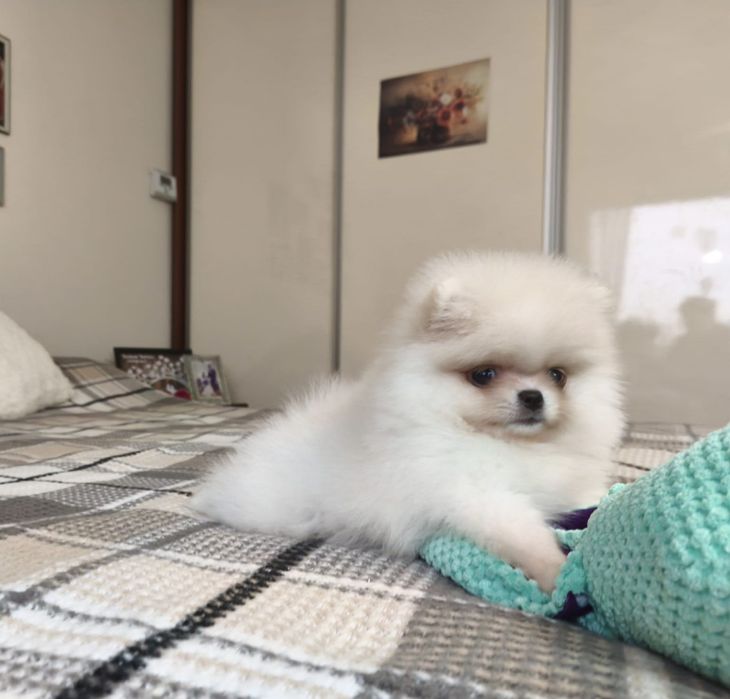 Szpic miniaturowy pomeranian