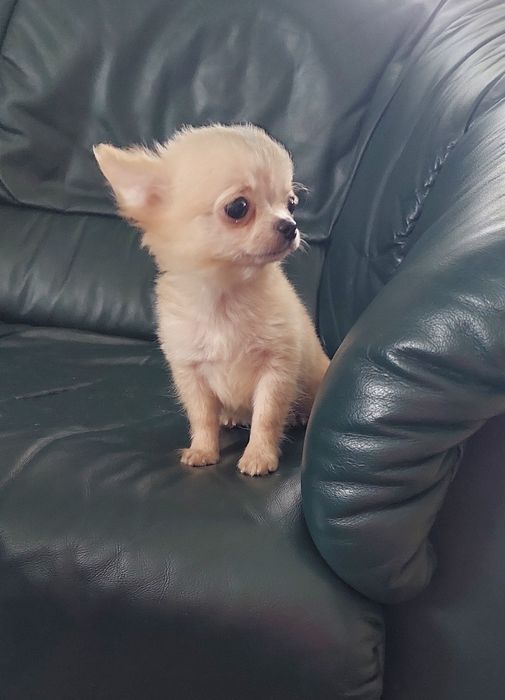 Długowłosy piesek chihuahua