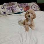 Maltipoo, maltańczyk &pudel toy suczka ,kąplet szczepień