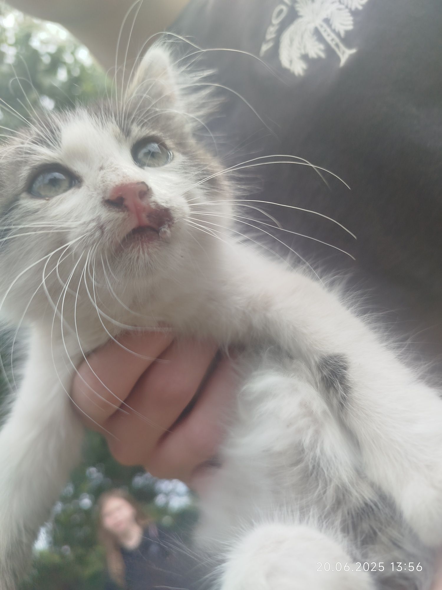 Кошеня котик 1,5 міс
