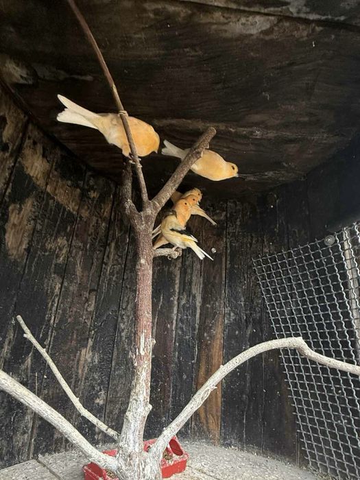 Troco  canarios por outras aves