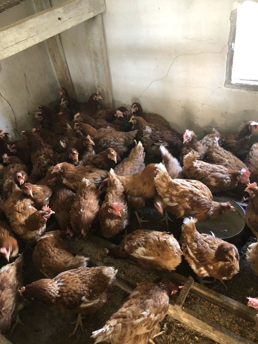 Курочки ломон браун