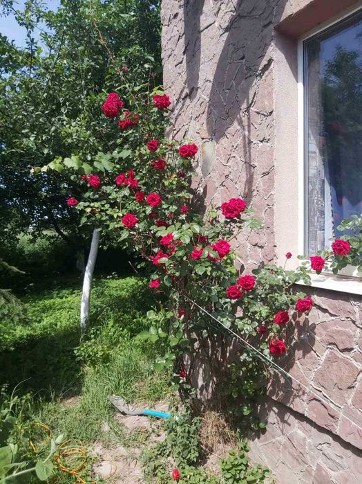 Продаж будинку, Дібрівки ( Ставчани)