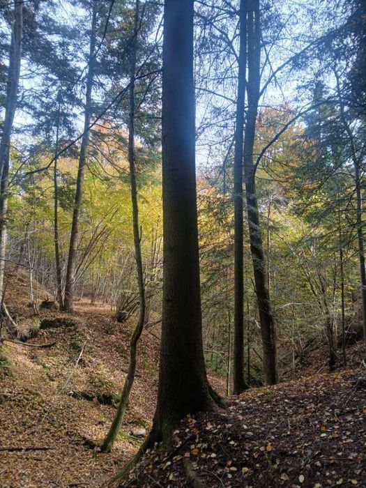 Drewno drzewo tartaczne jodła, sosna, buk, dąb