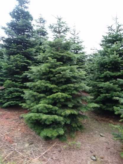 jodła kaukaska Dania