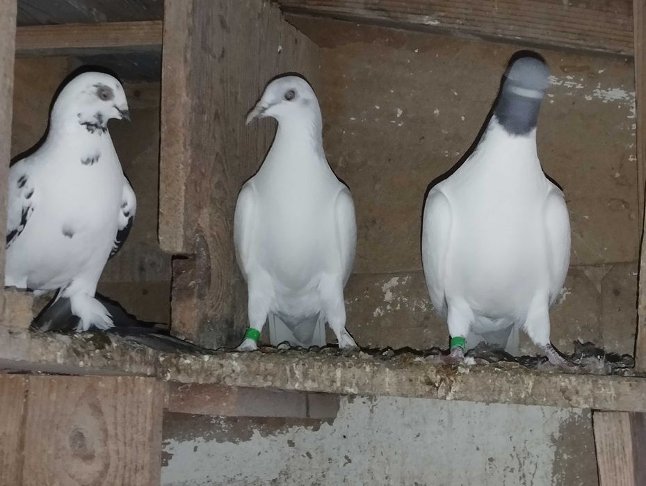 Sprzedam golebie z lotu