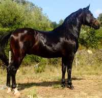Cavalo luso-arabe.